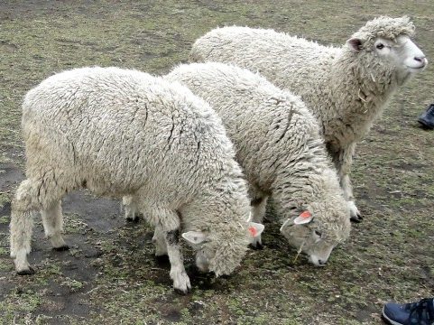 ３匹の羊
